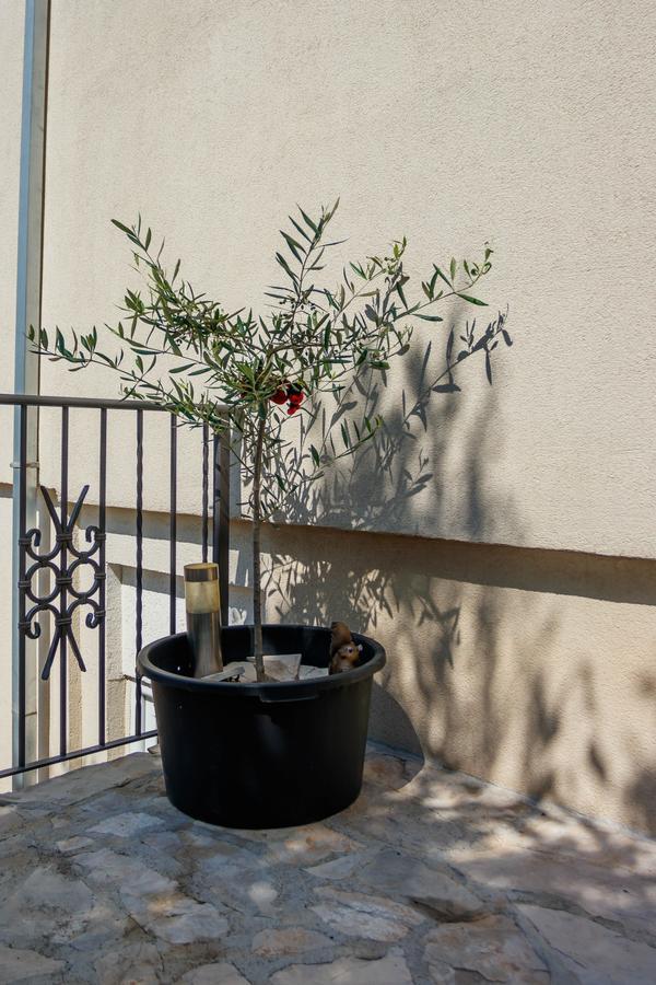 Apartmani Petar 티바트 외부 사진